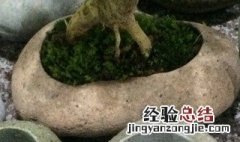 大花盆改水缸怎么堵眼 大花盆改水缸如何堵眼