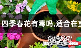 四季春花有毒吗,适合在室内养吗 四季春花有没有毒,适合不适合在室内养