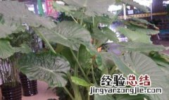 滴水观音老桩能发芽吗 滴水观音老桩还能发芽吗