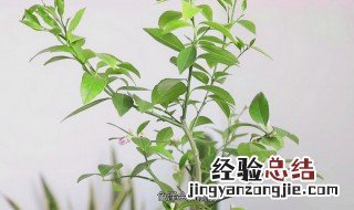 盆栽柠檬只开花不结果怎么办 盆栽柠檬只开花不结果怎么处理