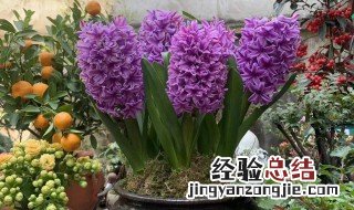 风信子花谢后还能活吗 风信子花谢后能不能活吗