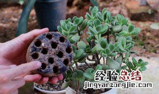 熊童子好养吗 熊童子是否好养