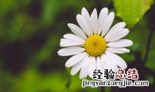 俄罗斯的国花是郁金香还是洋甘菊 俄罗斯的国花是洋甘菊吗