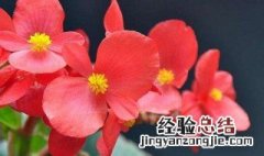 冬季室内适合养什么花 养花小知识介绍