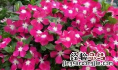 长春花一年四季都开花吗 长春花开花时间