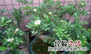 九里香几月开花一年开几次 九里香什么时候开花