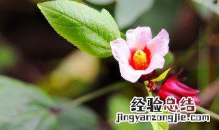 洛神花盆栽方法 关于洛神花盆栽方法