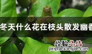 冬天什么花在枝头散发幽香 冬天有什么花在枝头散发幽香