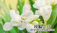 小苍兰种植时间和方法 关于小苍兰种植时间和方法