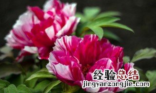 牡丹花什么颜色是花中之王 牡丹花花中之王的颜色