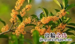 桂花落叶子怎么回事 桂花落叶子具体是怎么回事