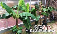 盆栽香蕉树的养殖方法 盆栽香蕉树怎么养殖