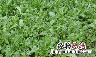 露天茼蒿几月份种植 露天茼蒿什么时候种植