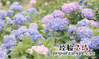 无尽夏绣球花春天的养殖方法和注意事项 无尽夏绣球花家常种植方法分享