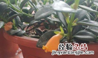金鱼花的养殖方法和注意事项 金鱼花的养殖方法与注意事项