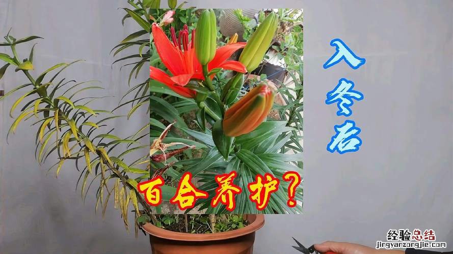 盆栽百合花怎么养
