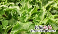 冰菜在南方可以种植吗 冰菜在南方能不能种植