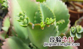 叶子上长小叶子的植物 叶子上长小叶子的植物是什么