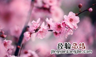 梅花老桩不发芽怎么办 梅花老桩不发芽如何处理