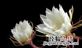 白露节气代表性植物 白露节气代表性植物是什么