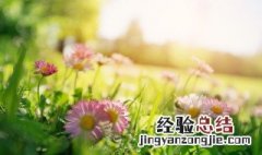 花卉种子育苗的技术和方法 花卉种子育苗的技术和方法视频