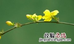 迎春花怎样养殖方法和注意事项视频 迎春花怎样养殖方法和注意事项