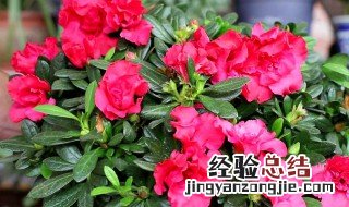 老桩杜鹃花的养殖方法和注意事项 老桩杜鹃花的养殖方法和注意事项