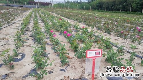 月季苗的种植视频:月季苗的种植方法