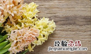 风信子开花后还能留吗 风信子开花后能不能留吗