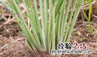 香茅草储存方法有哪些 香茅草储存方法