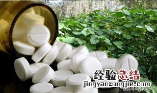 阿司匹林怎么养花 阿司匹林养花方法