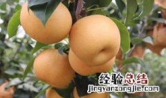 华山梨品种介绍 华山梨品种介绍分享