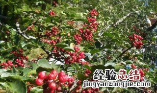 花椒成熟季节是几月份 花椒成熟季节一般是几月份