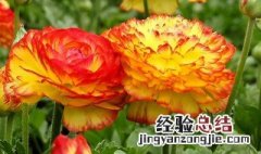 花毛茛可以活几年 关于花毛茛可以活几年