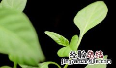 适合养在室内的植物 适合室内养的植物有哪些