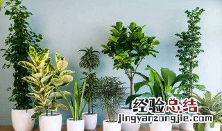 室内适合养什么花或植物 绿萝常春藤