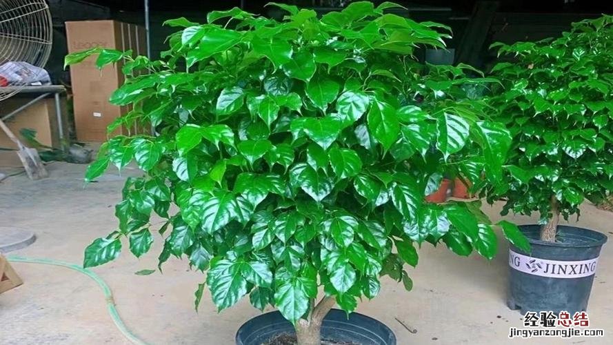 虎皮兰幸福树…叶子又打卷？只需3步，立马直挺绿油油！
