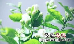 茉莉花的养殖方法和注意事项盆栽