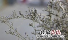 情思草养殖方法和注意事项