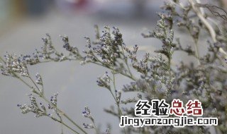 情思草养殖方法和注意事项