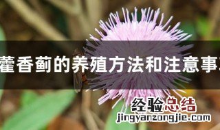 霍香蓟的养殖方法和注意事项 霍香蓟的养殖方法和注意事项有哪些