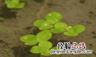 浮萍种植方法是什么 浮萍种植方法是什么