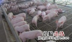 甜高粱喂猪的最佳方法 甜高粱能喂猪吗