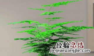 富贵竹的养殖方法和注意事项 文竹的养殖方法和注意事项