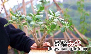 玉树小苗的养殖方法和注意事项