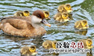 给宝宝做鸭子怎么做好 给宝宝做鸭的方法