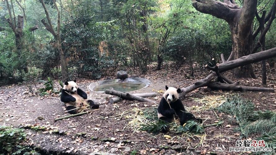 熊猫基地几点去比较好