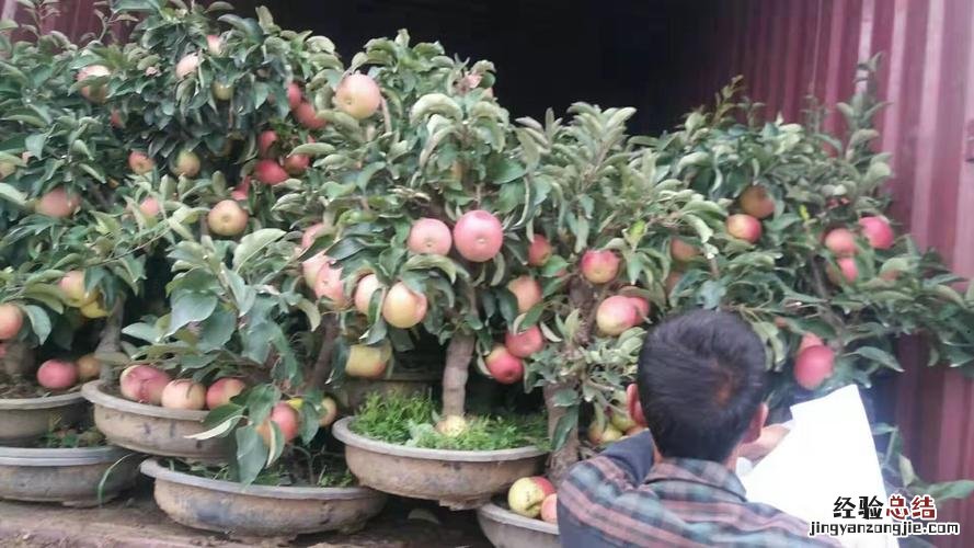 如何种植阳台苹果