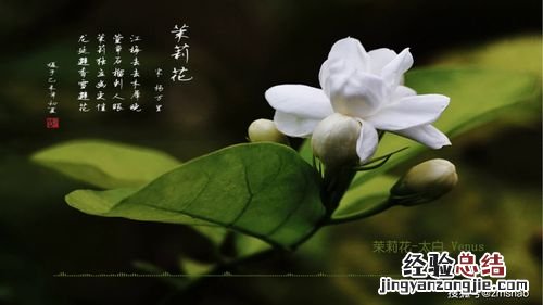 家里种茉莉不吉利