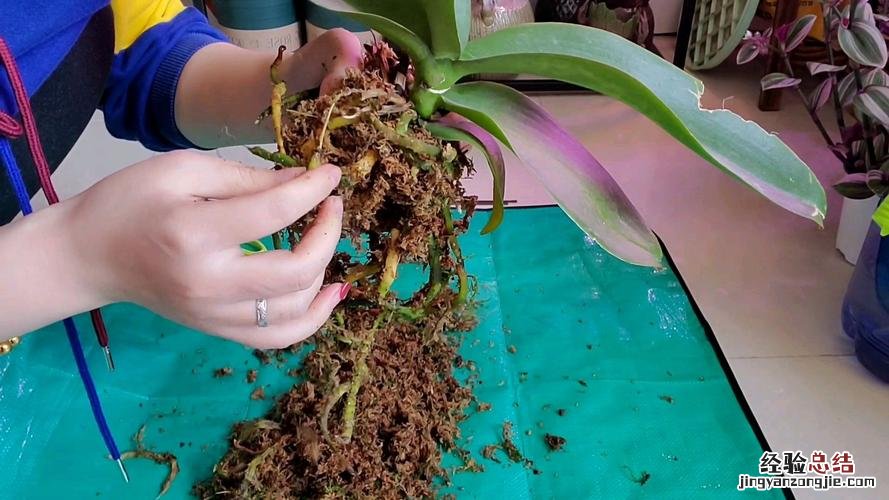 虎皮兰不发新芽怎么办